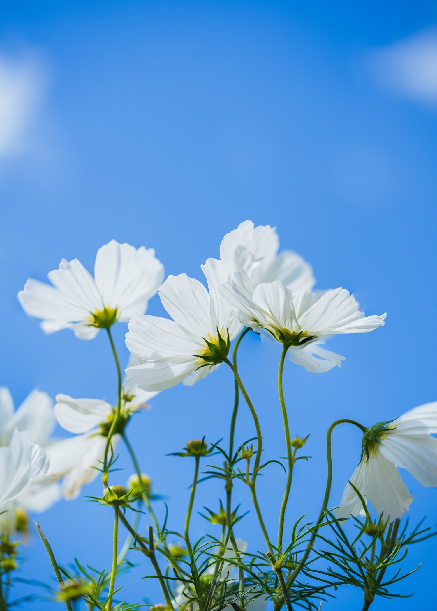 Summer White
